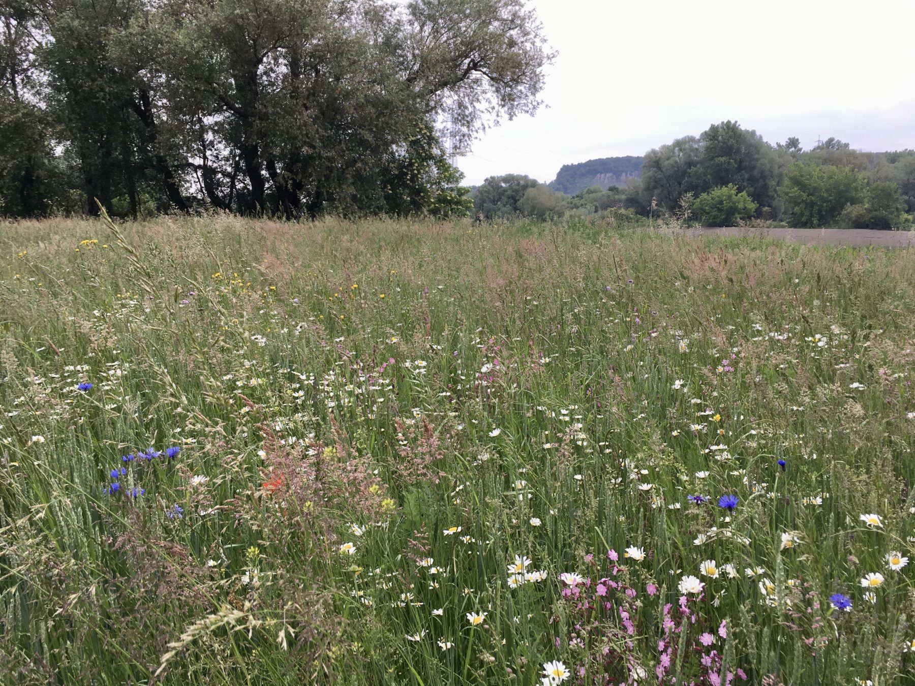 blühende Wiese als Ökokonto-Ausgleichsfläche im bayernhafen Regensburg