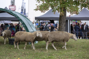 Besucher Hafenfest